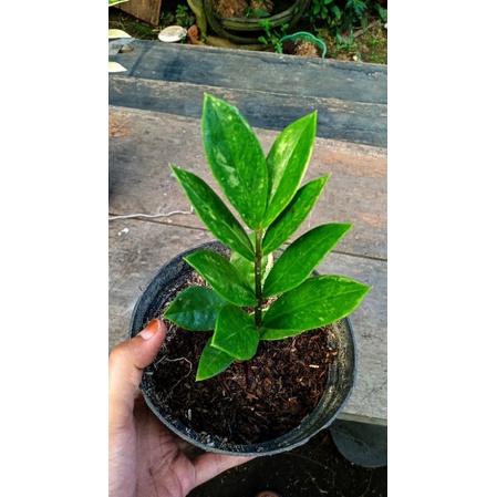 Zamia Culcas Variegata