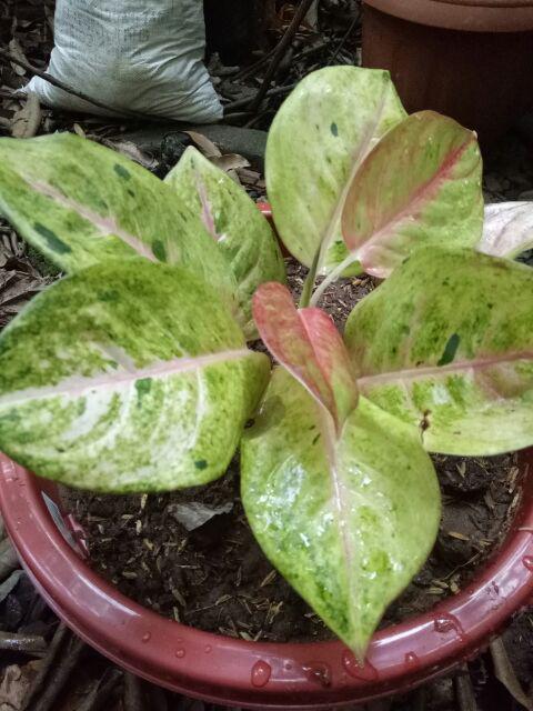 GOLDEN SIAM Tanaman Hias Aglaonema Aglonema Shopee GOLDEN SIAM Tanaman Hias Aglaonema Aglonema Shopee