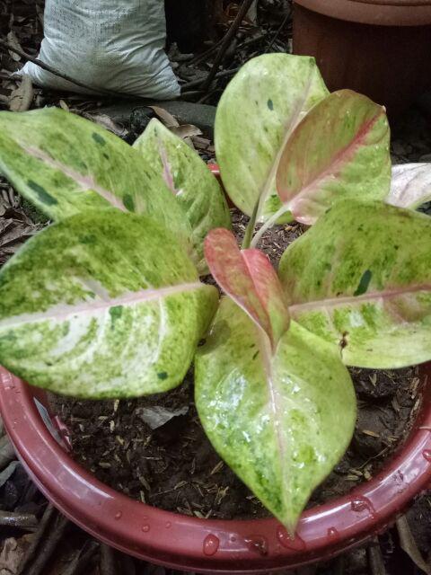 GOLDEN SIAM Tanaman Hias Aglaonema Aglonema Shopee 