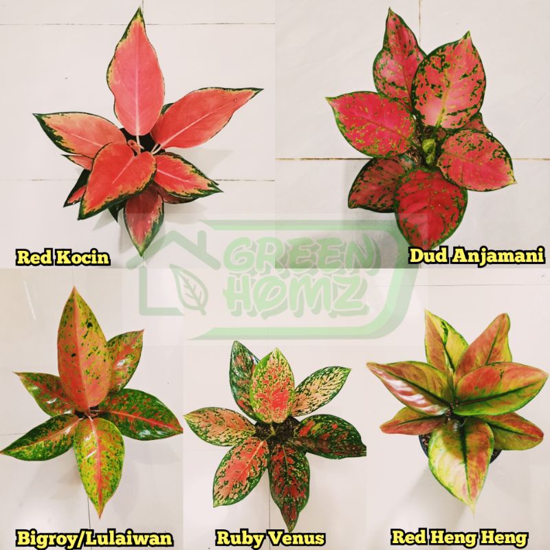 paket 5 macam tanaman aglonema daun 4-5 lembar