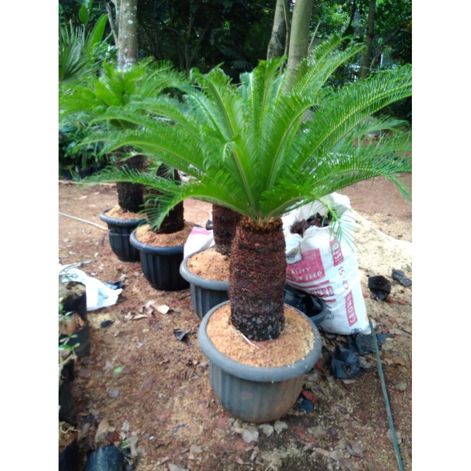 Tanaman hias sikas | pohon sikas | palem sikas | hiasan taman