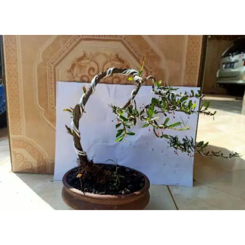 bonsai cendrawasih tanaman hias pohon bonsai cendrawasih