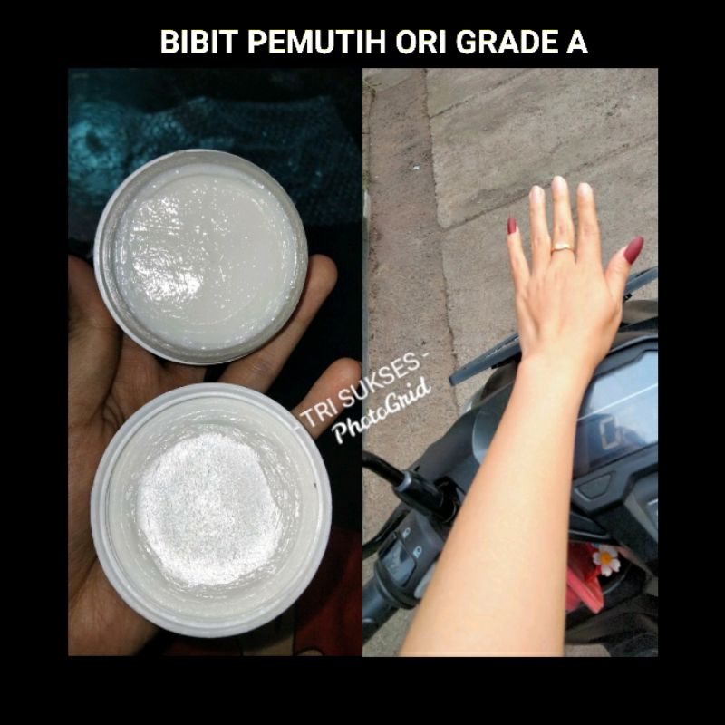 BIBIT PEMUTIH GRADE A / PEMUTIH BADAN ORIGINAL