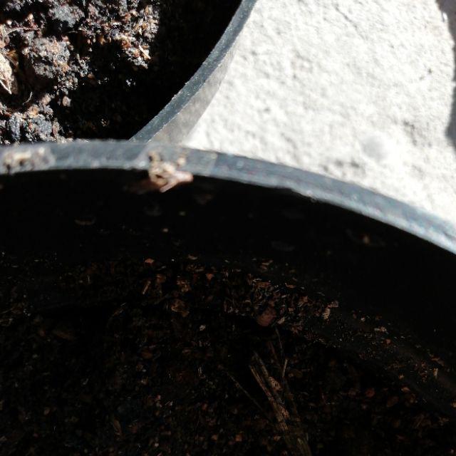 Media Tanam Cocopeat