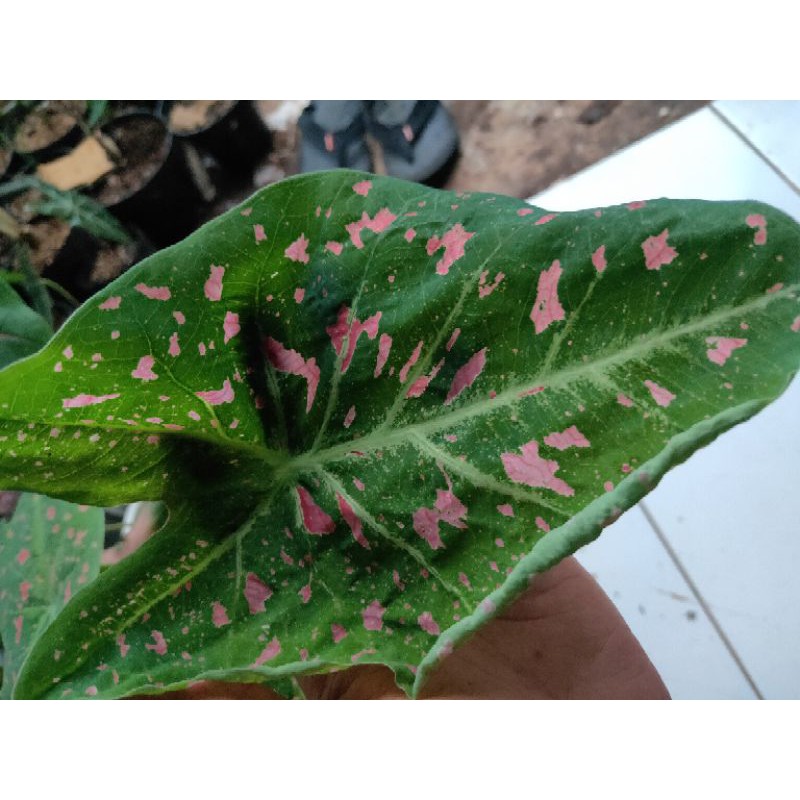 tanaman hias keladi bintik merah - keladi hias - tanaman hias keladi - keladi bintik