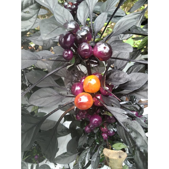 Benih Bibit Biji - Cabai Purple Pearl Cabe Pelangi Rainbow Ornamental Pepper Seeds - Buah Produktif