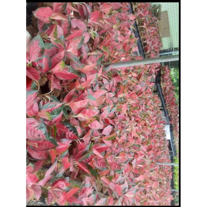 aglonema suksom jaipong culture