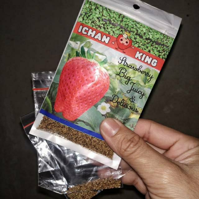 Benih/Seed Strawberry ICHAN KING kemasan 500 seed