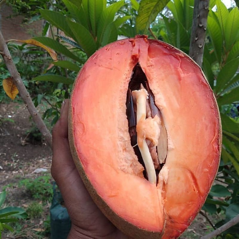 Bibit Mamey Sapote Lorito