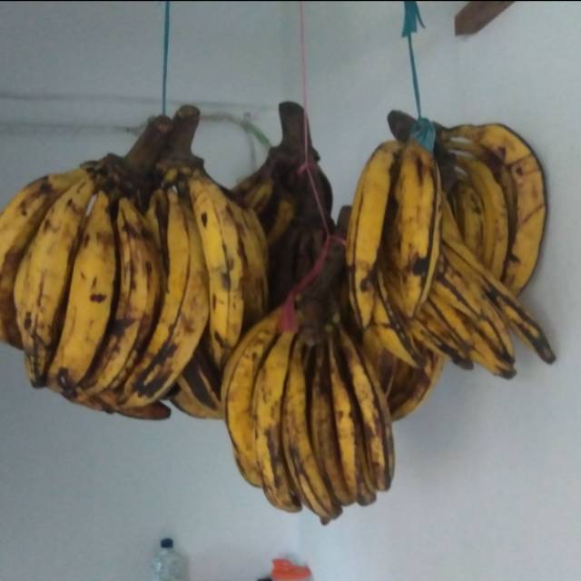 

Pisang Tanduk Kualitas Super