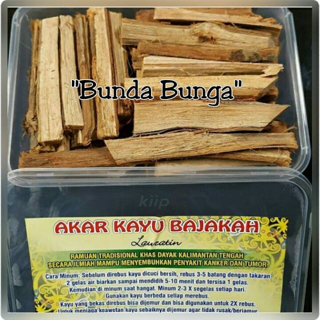 

Kayu Bajakah