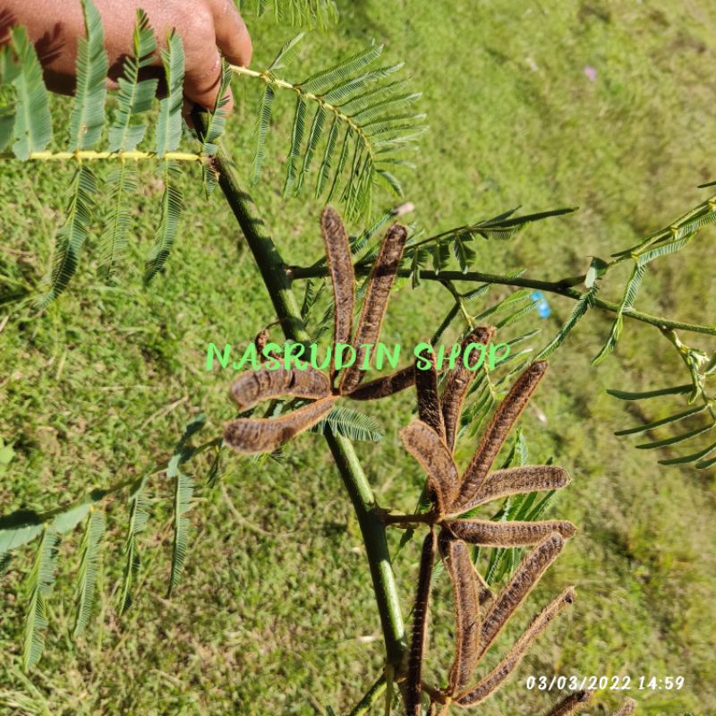 

[Fresh] BIBIT BENIH PUTRI MALU POHON 20 PAPAN / MIMOSA PIGRA