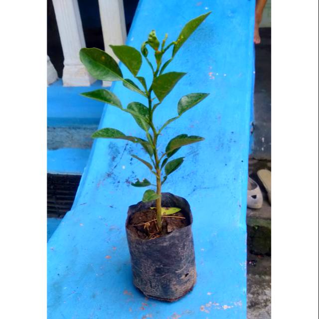 bibit jeruk purut//daun jeruk