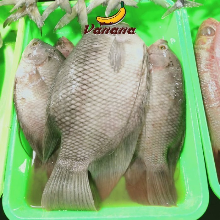 

Ikan gurame 1kg (1000g)