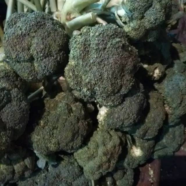 

SAYUR BROKOLI HIJAU SEGAR