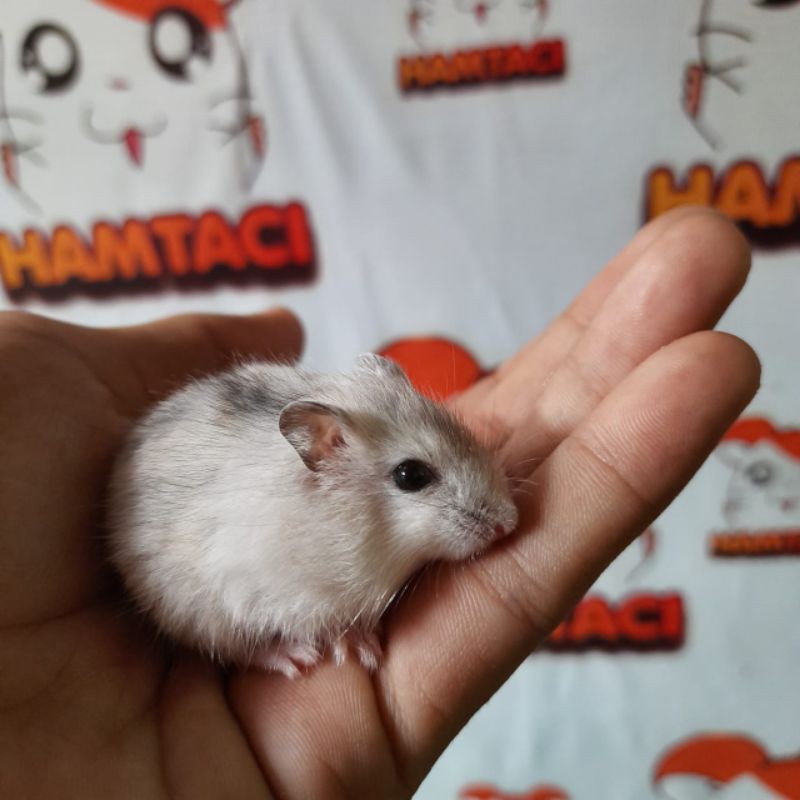 HAMSTER WINTER WHITE BY HAMTACI HAMSTER FARM