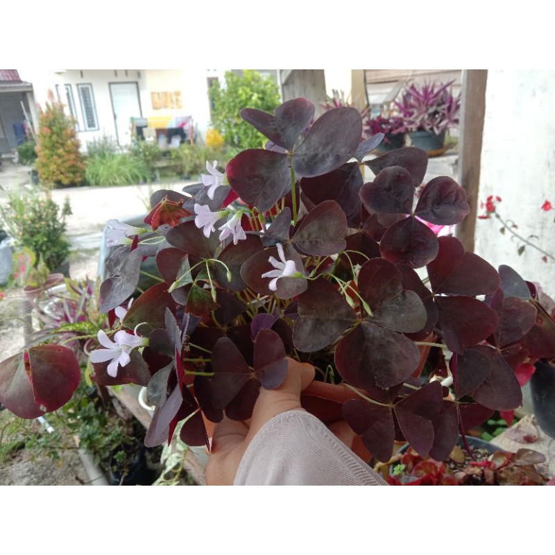 oxalis bunga kupu kupu (umbi)