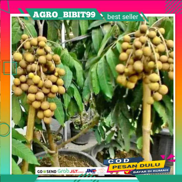 Kelengkeng New Cristal Okulasi