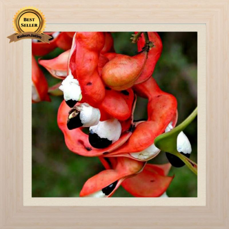 Tanaman buah asam manis keranji sweet tamarind asam belanda asam kranji