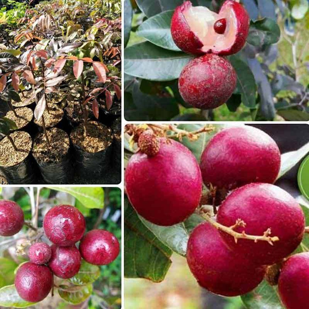 Bibit Buah Kelengkeng Merah Ruby Longan