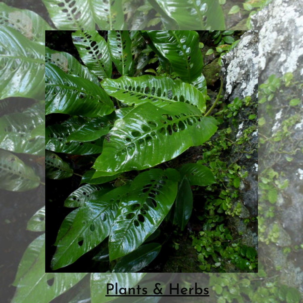 Rhaphidophora Foraminifera - Monstera Bulat Bolong