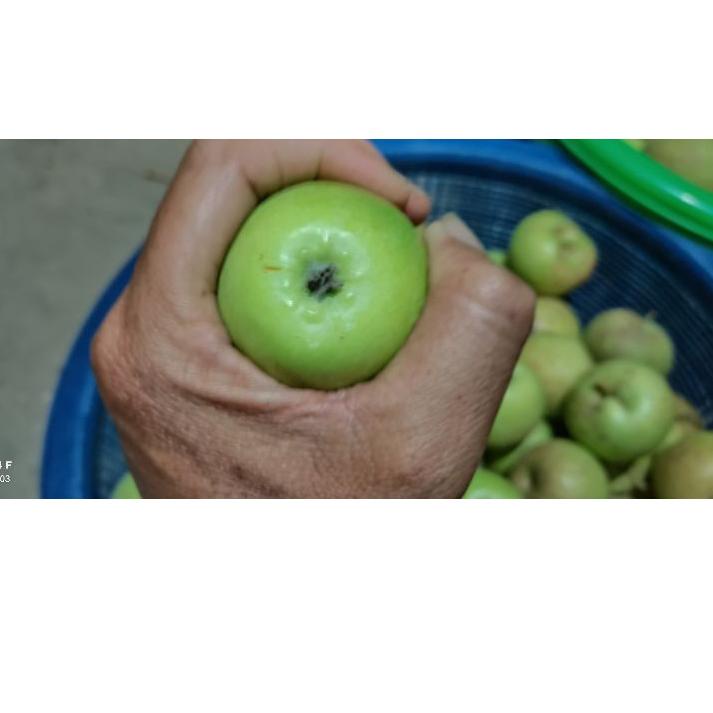 ✅Ada bonus Jika Beruntung buah Apel Termurah manalagi/apel malang fress 1kg (15-22buah) #Terbagus