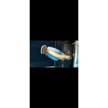 channa andrao 10cm gondrong rim oren