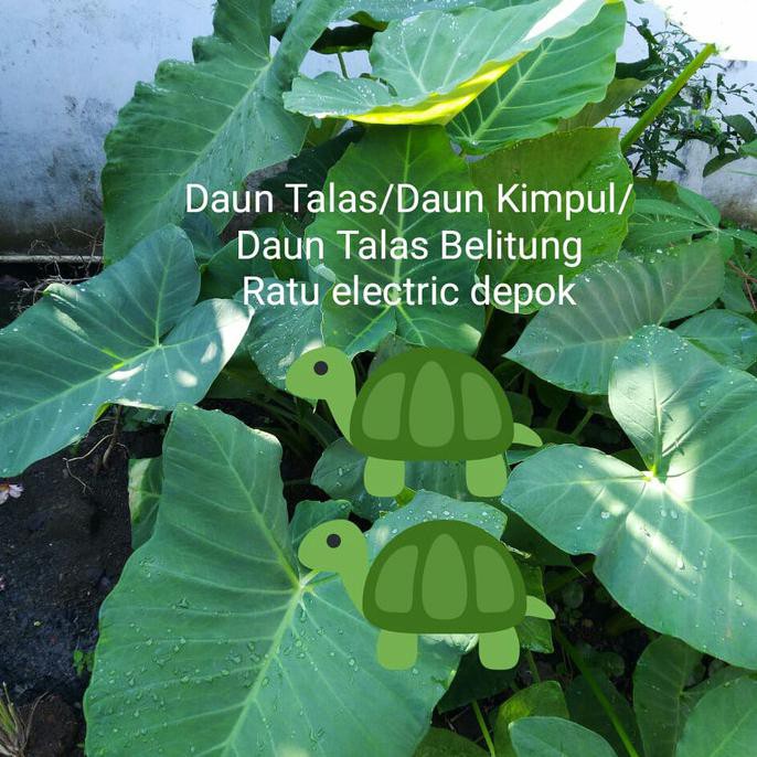 Daun Talas 1 Kg / Daun Kimpul 1 kg / Daun Talas pakan kura kura ratele992 Juara