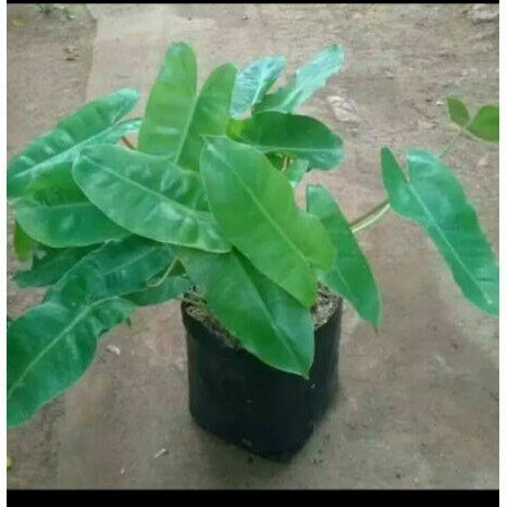 tanaman hias philodendron brekele