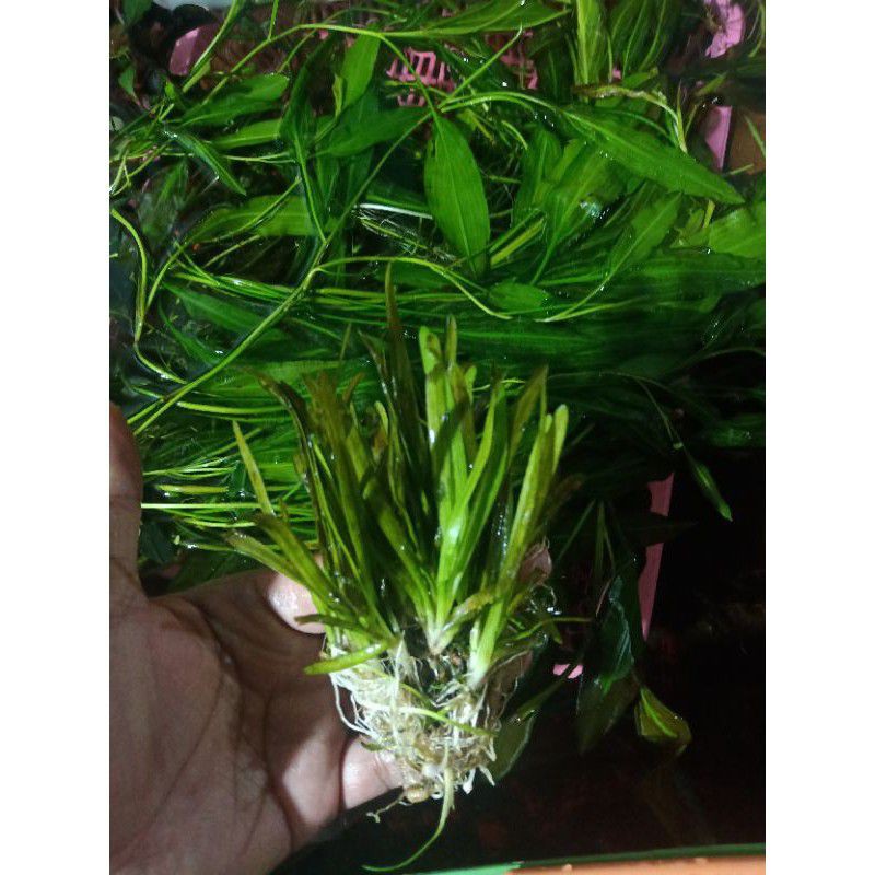 Sagittaria 20btg - Tanaman air