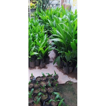 Bibit Pinang Unggul Betara