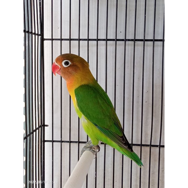 Lovebird Josan Mulus dan Ganteng