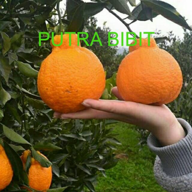 Bibit jeruk Dekopon okulasi