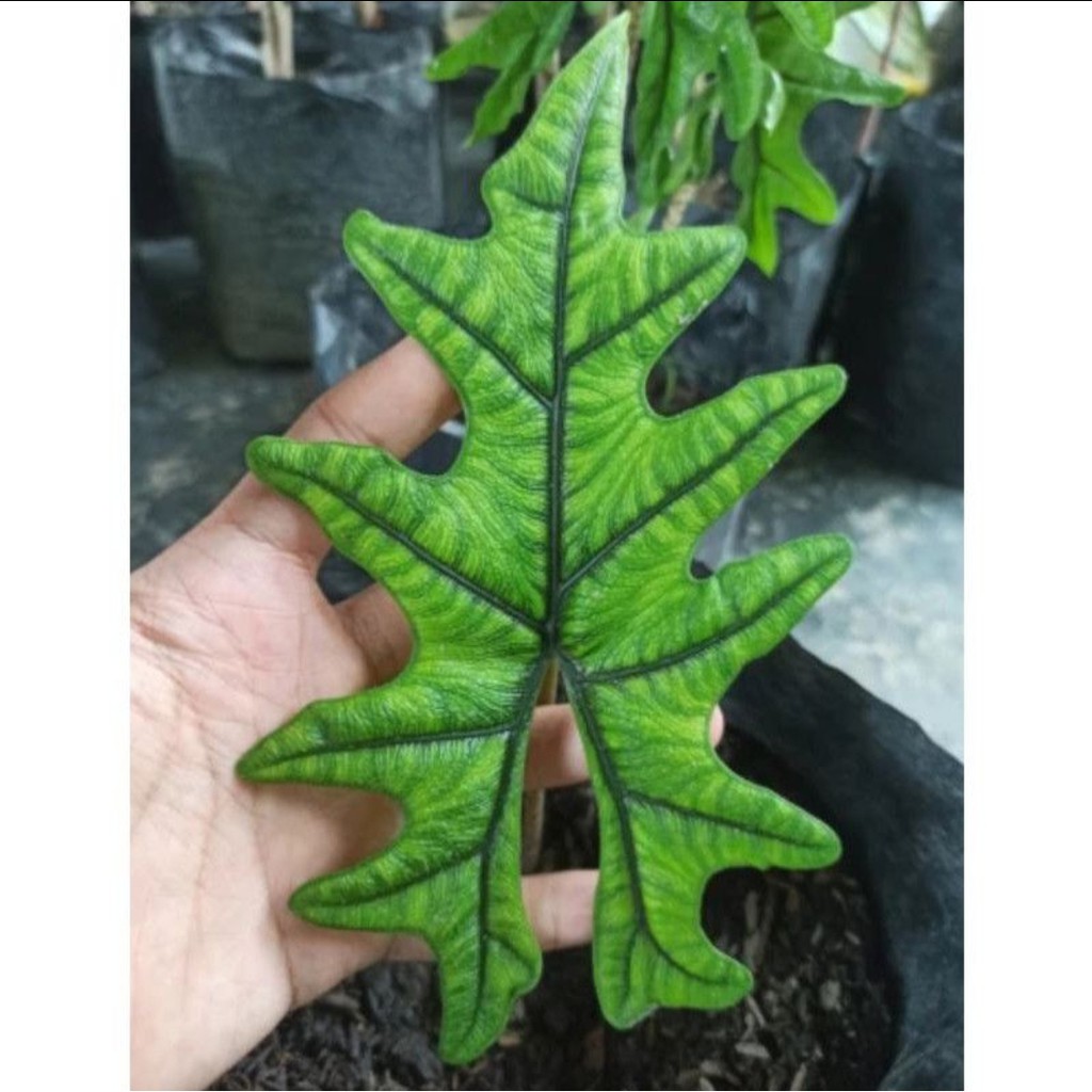 Alocasia Jacklyn Sp Sulawesi - Remaja - Alocasia Tanduk Rusa - Tanaman Hias Indoor