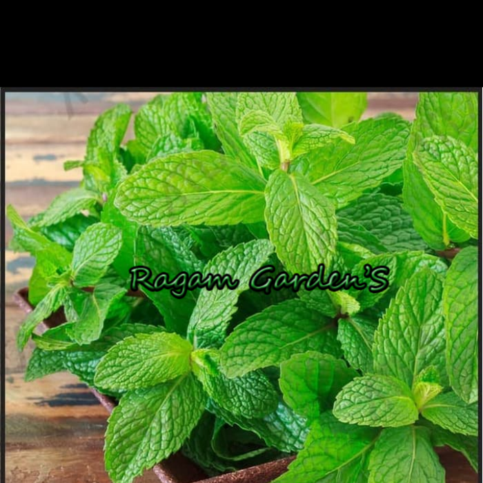 ' Ragam Tanaman hias daun mint / daun mint