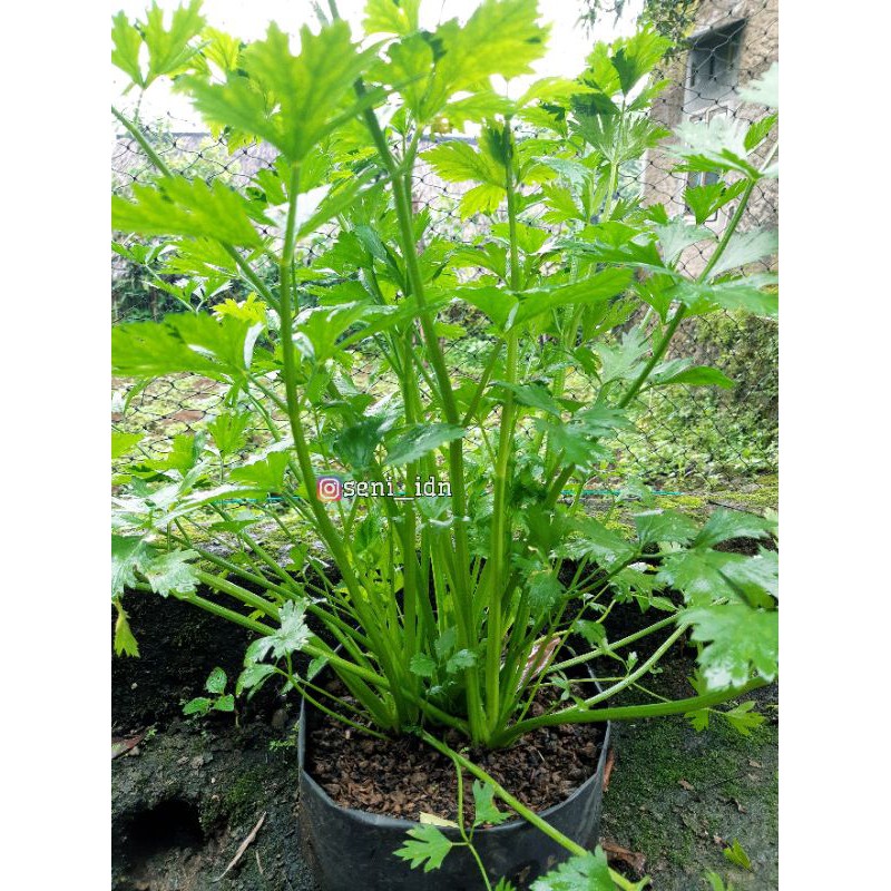 

Batang Daun Seledri / Sayur Seledri 250gram