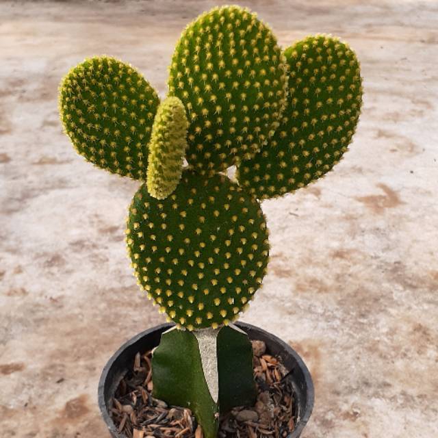 Tanaman hias kaktus opuntia microdaisis