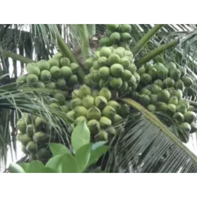 Bibit Kelapa Genjah Entok / Entog