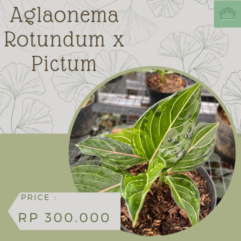 tanaman bunga hias hidup tanaman dekorasi rumah taman kebun aglaonema rotundum x pictum asli terbaik trusted