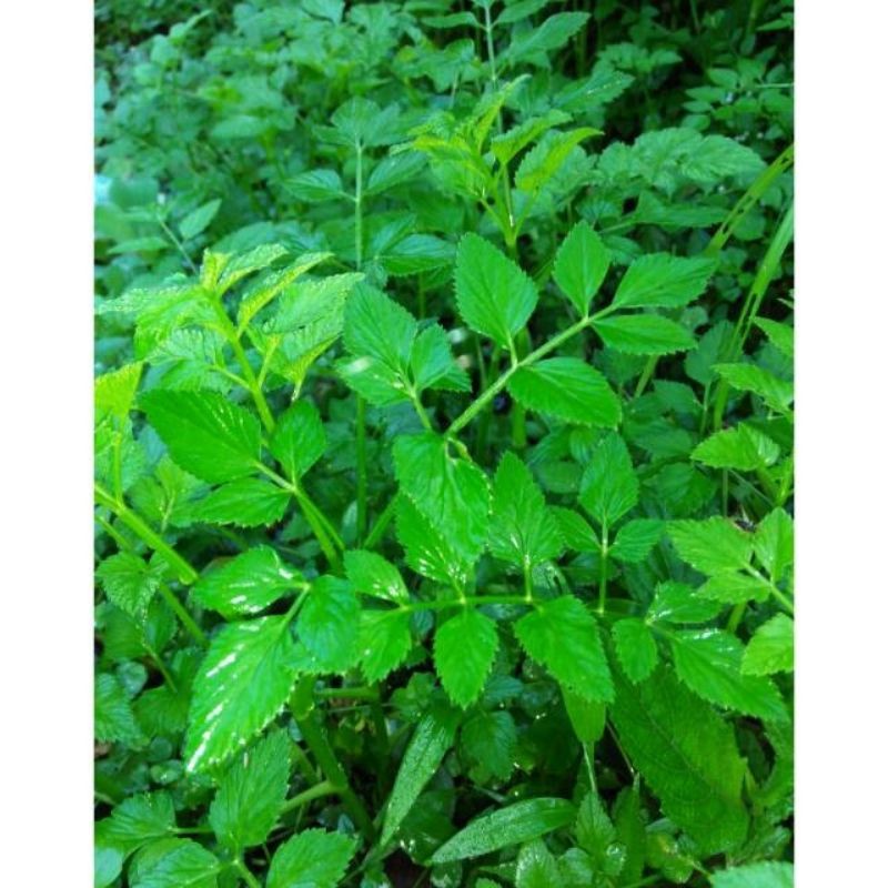 bibit tanmn lalapan tespong