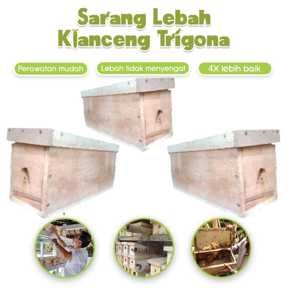 3 kotak sarang lebah klanceng trigona