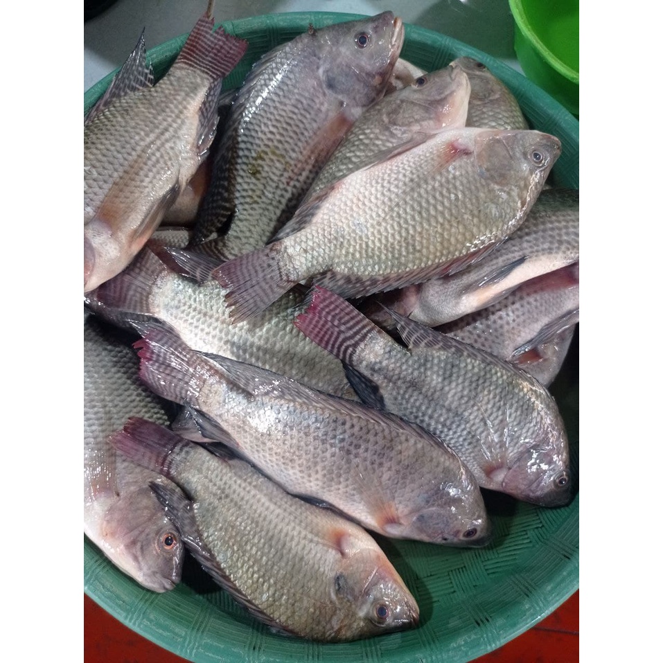 

Ikan Jair