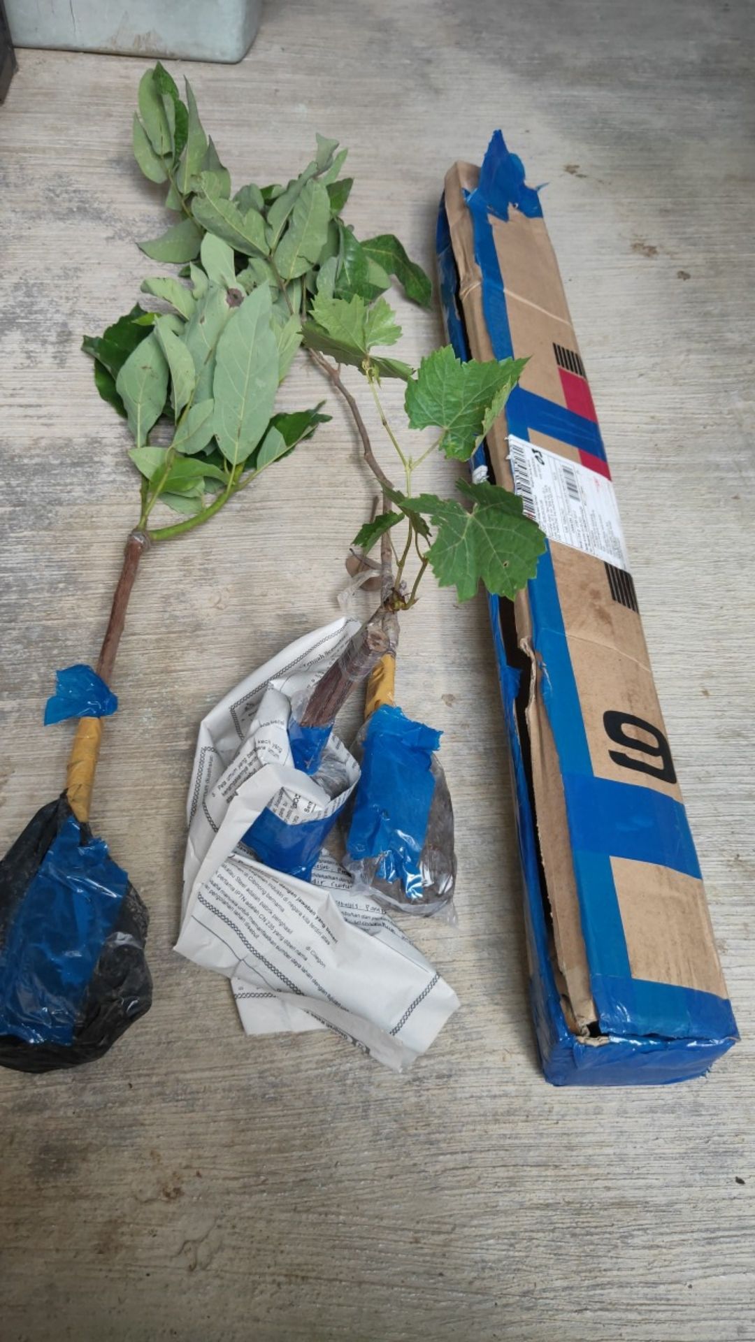 Bibit Anggur Jupiter Import. Bisa Untuk Tambulapot Harga Sanggat Terjangkau Bisa Cod