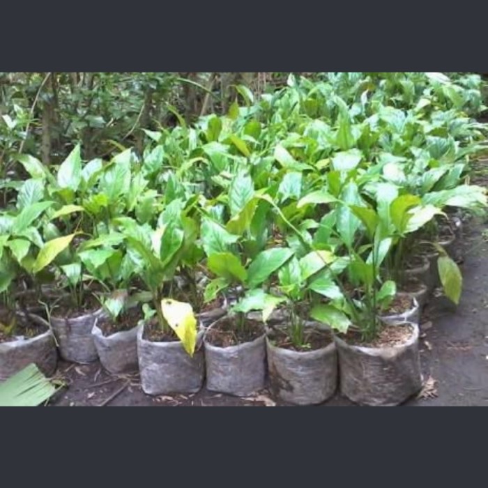 Peace Lily 'Spatuphilum' / Tanaman Hias Indoor