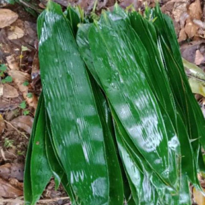 

daun bambu / pring segar bungkus makanan
