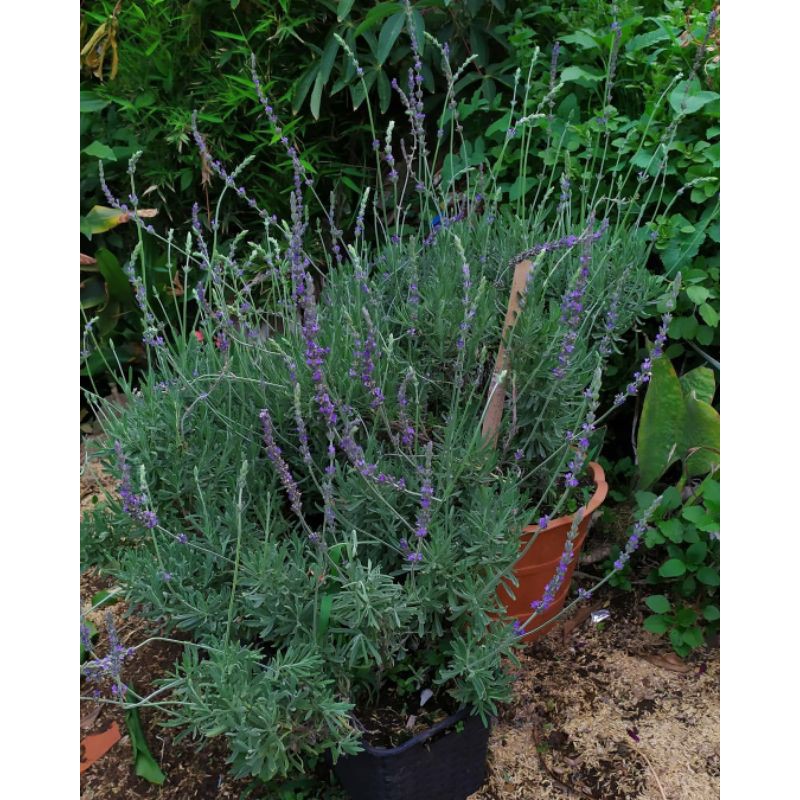 TANAMAN ANTI NYAMUK LAVENDER ASLI / LAVENDA LAVANDULA