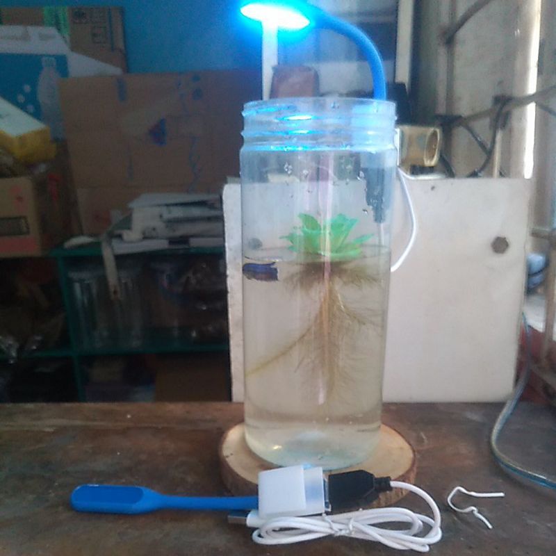 lampu buat led cupang soliter atau toples