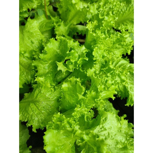 

selada kriting 250 gram