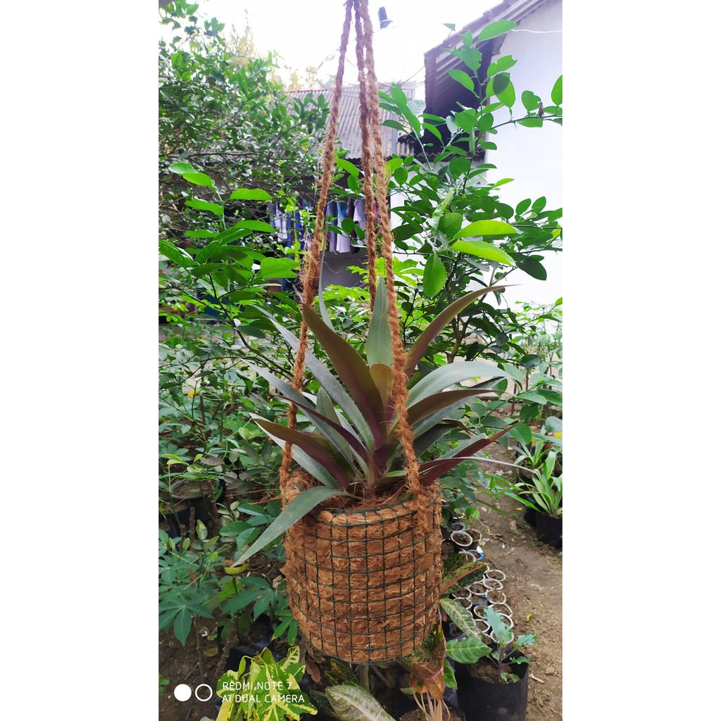 POT GANTUNG SABUT KELAPA ANGGREK (VAS ANGGREK) POT BUNGA TERLARIS