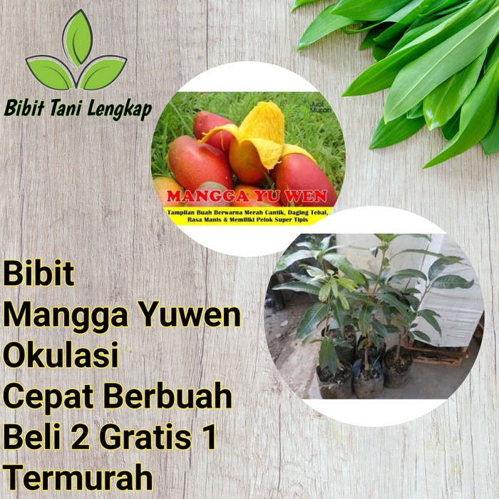Bibit Tanaman Buah Mangga Yuwen Okulasi-Bibit Mangga Yuwen